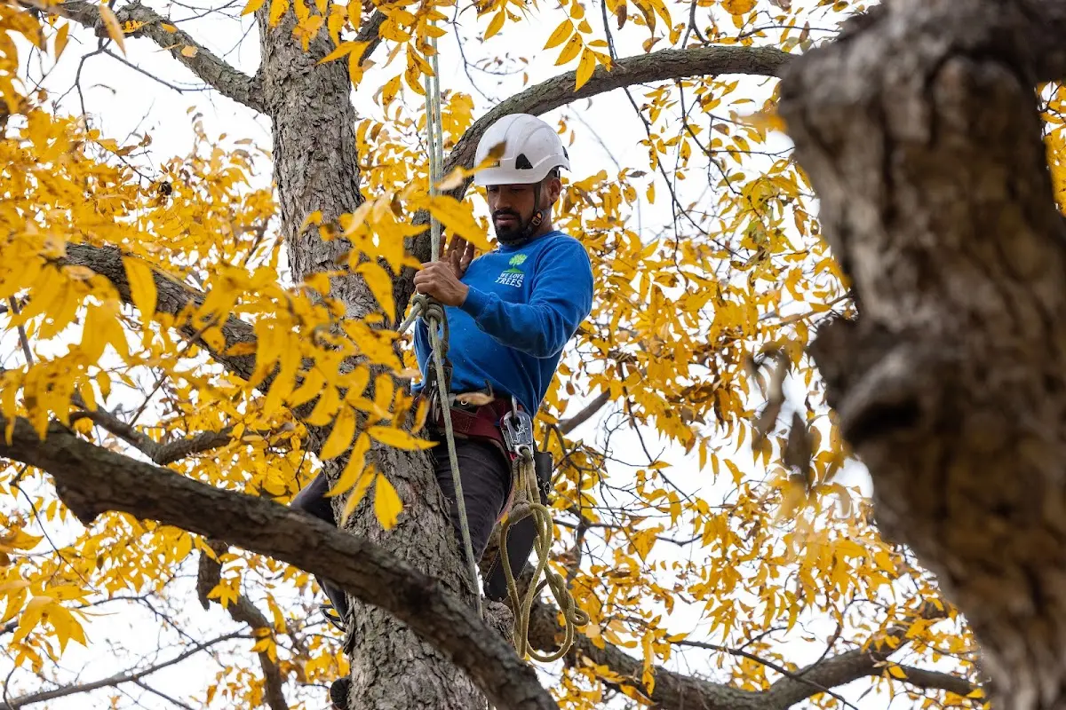 Skilled Tree Planing crew working in Springdale