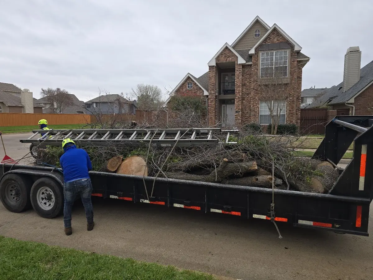 Expert Tree Pest Control with proper safety equipment in Springdale